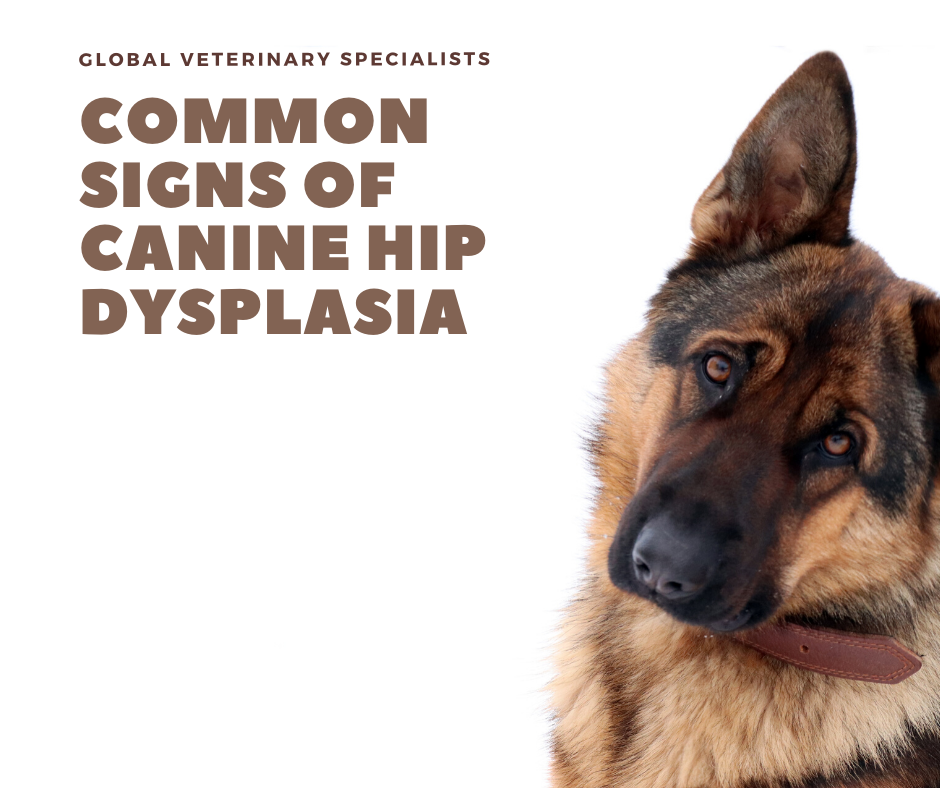 canine hip dysplasia