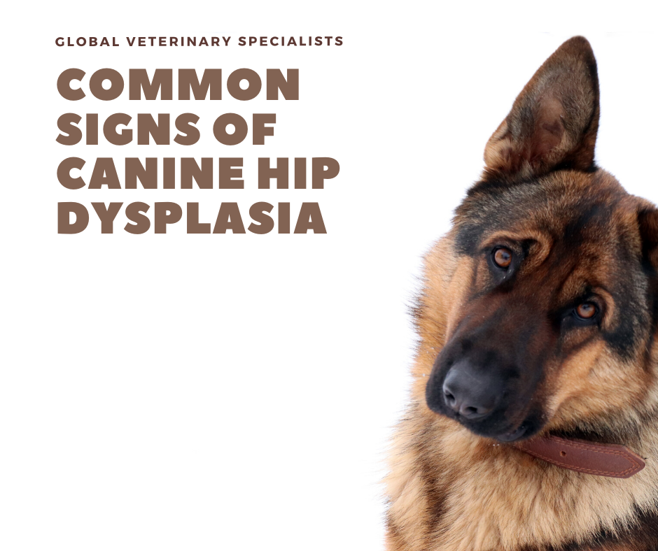 can dogs with hip dysplasia jump