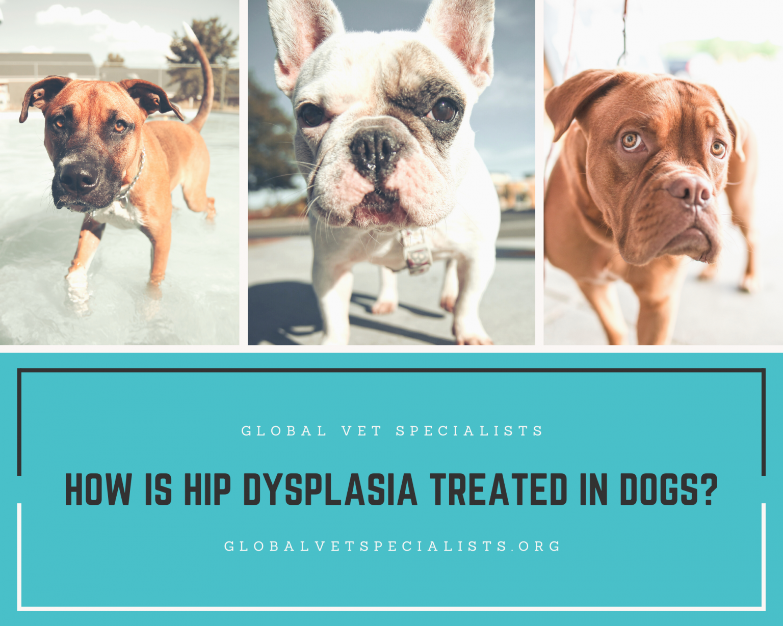 How is Hip Dysplasia Treated in Dogs? Global Vet Blog