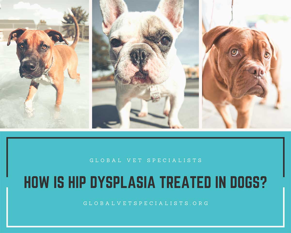 How-is-Hip-Dysplasia-Treated-in-Dogs-