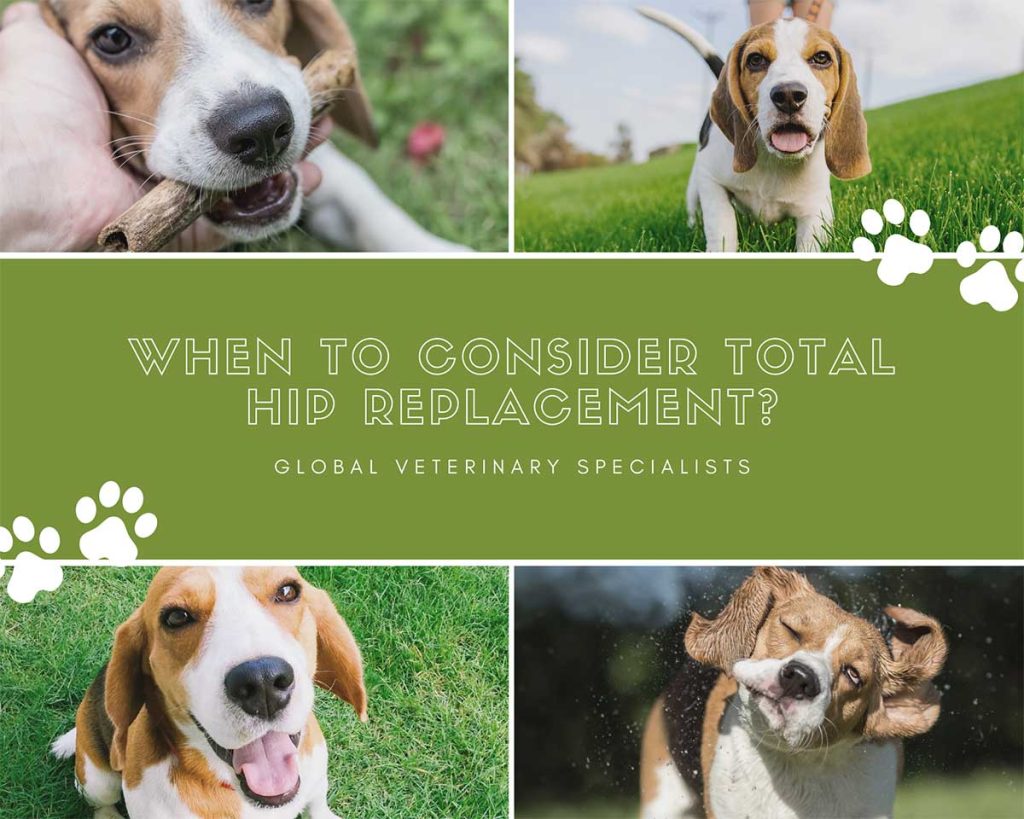 When to Consider Total Hip Replacement? Global Vet Blog