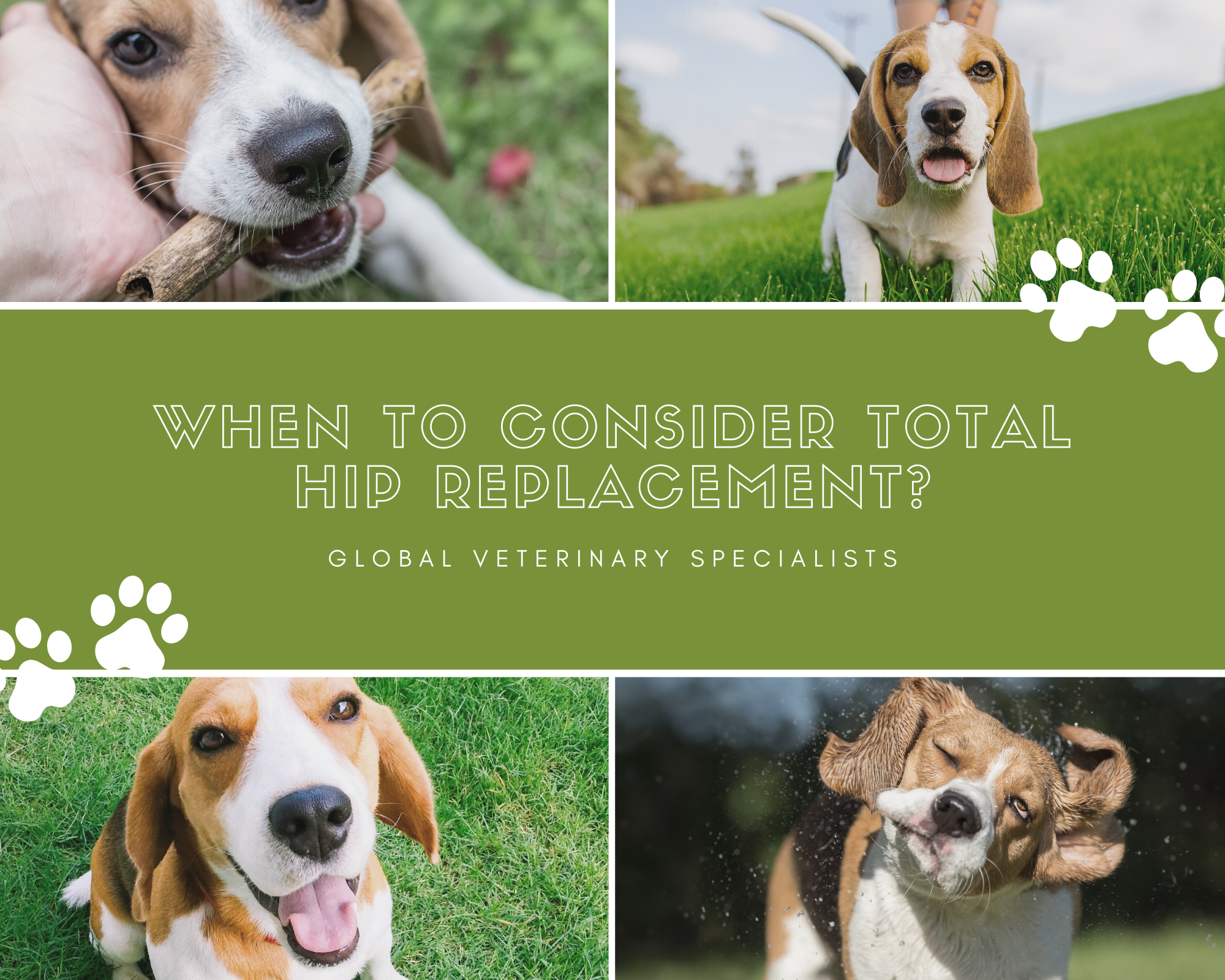 When to Consider Total Hip Replacement? Global Vet Blog