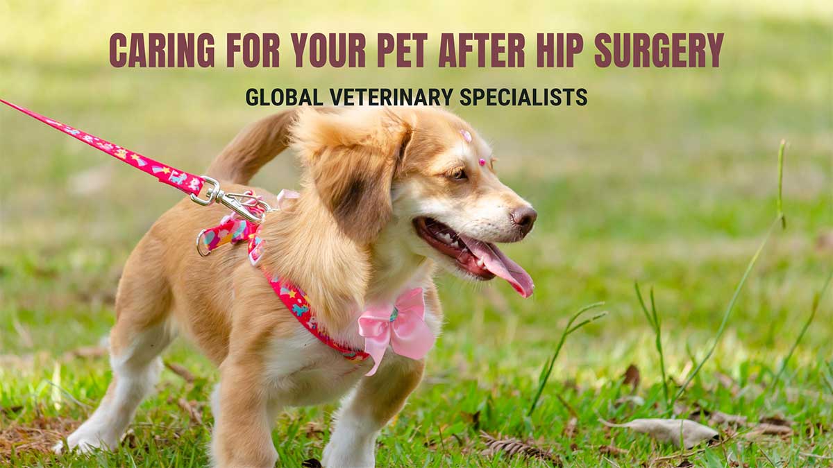 Caring-for-Your-Pet-After-Hip-Surgery