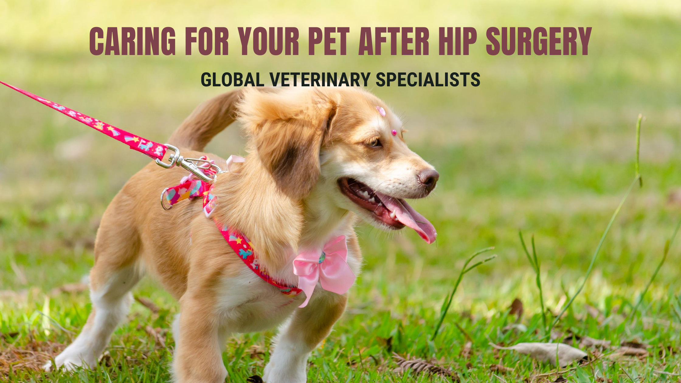 Caring for Your Pet After Hip Surgery Global Vet Blog