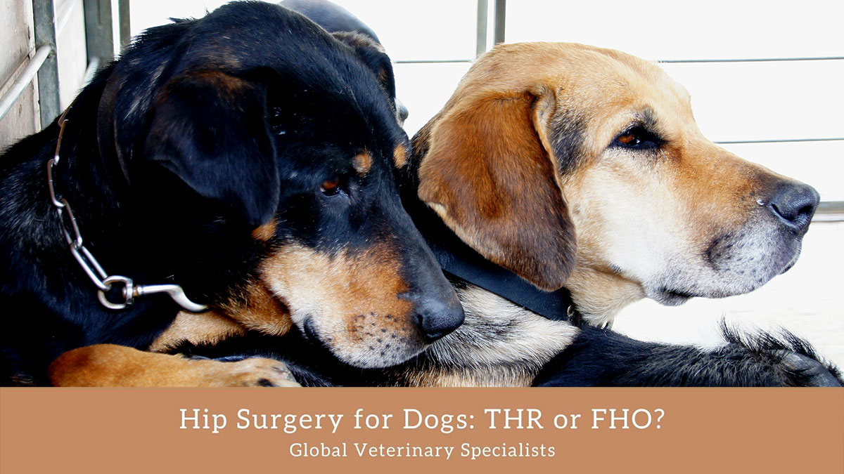 Hip Surgery for Dogs THR or FHO