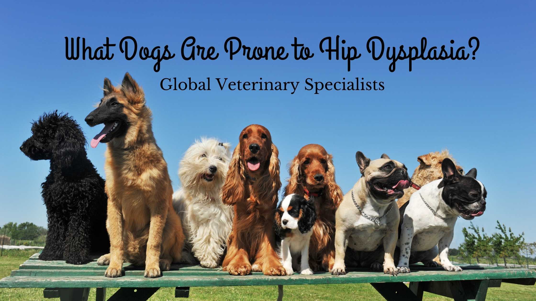 are dogs prone to hip dysplasia