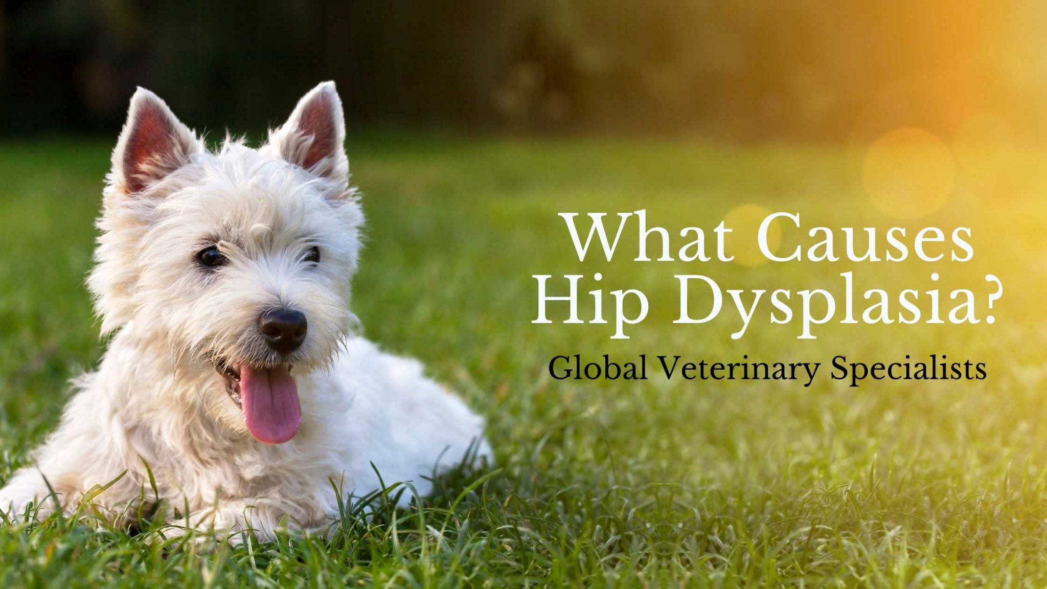 What Causes Hip Dysplasia? Global Vet Blog