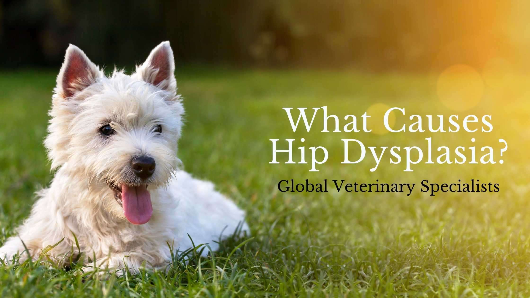 Hip dysplasia