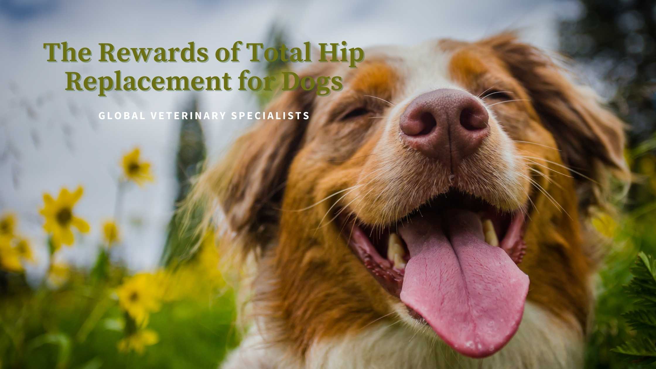 total hip replacement for dogs