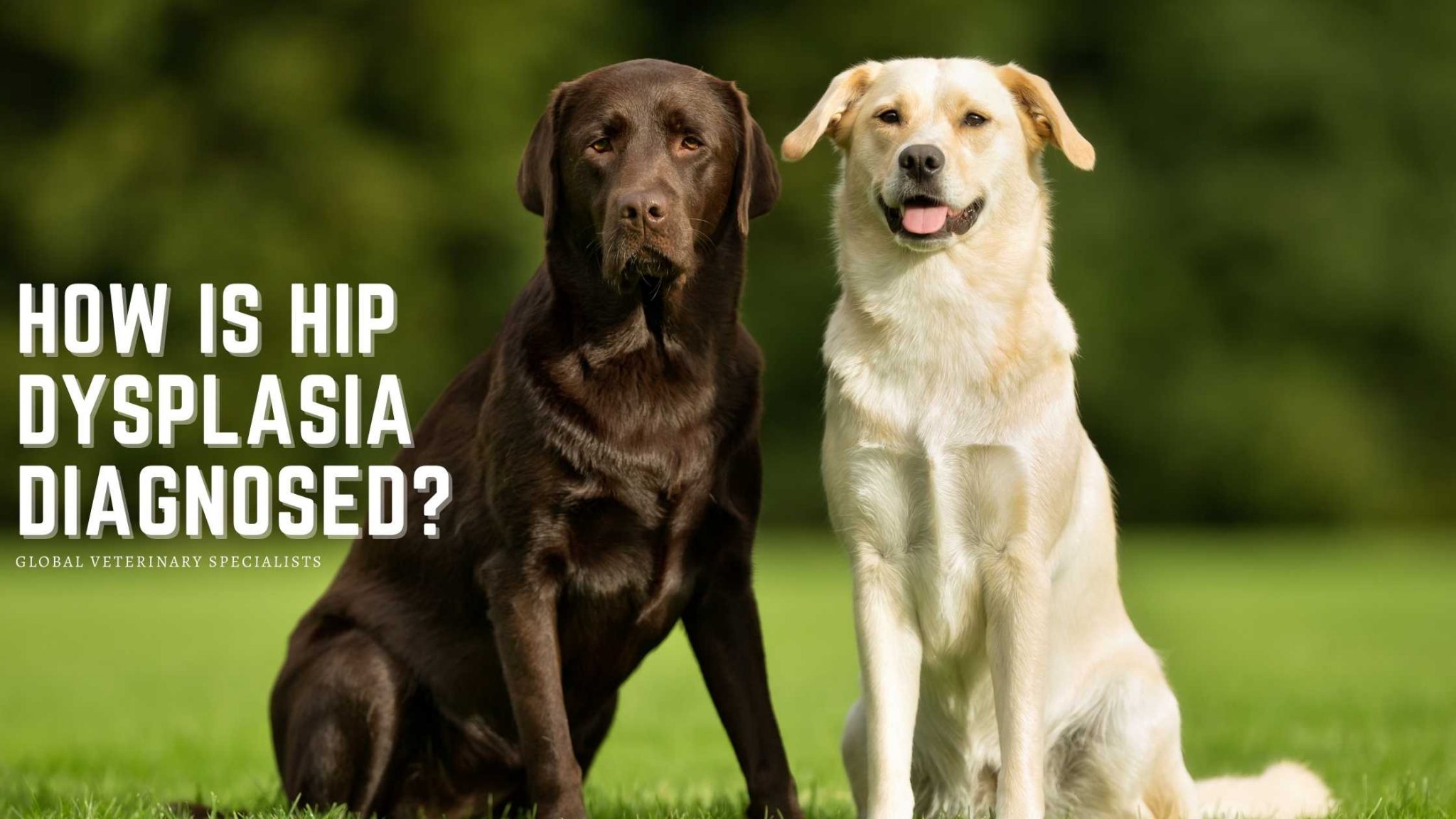 How is Hip Dysplasia Diagnosed? Global Vet Blog