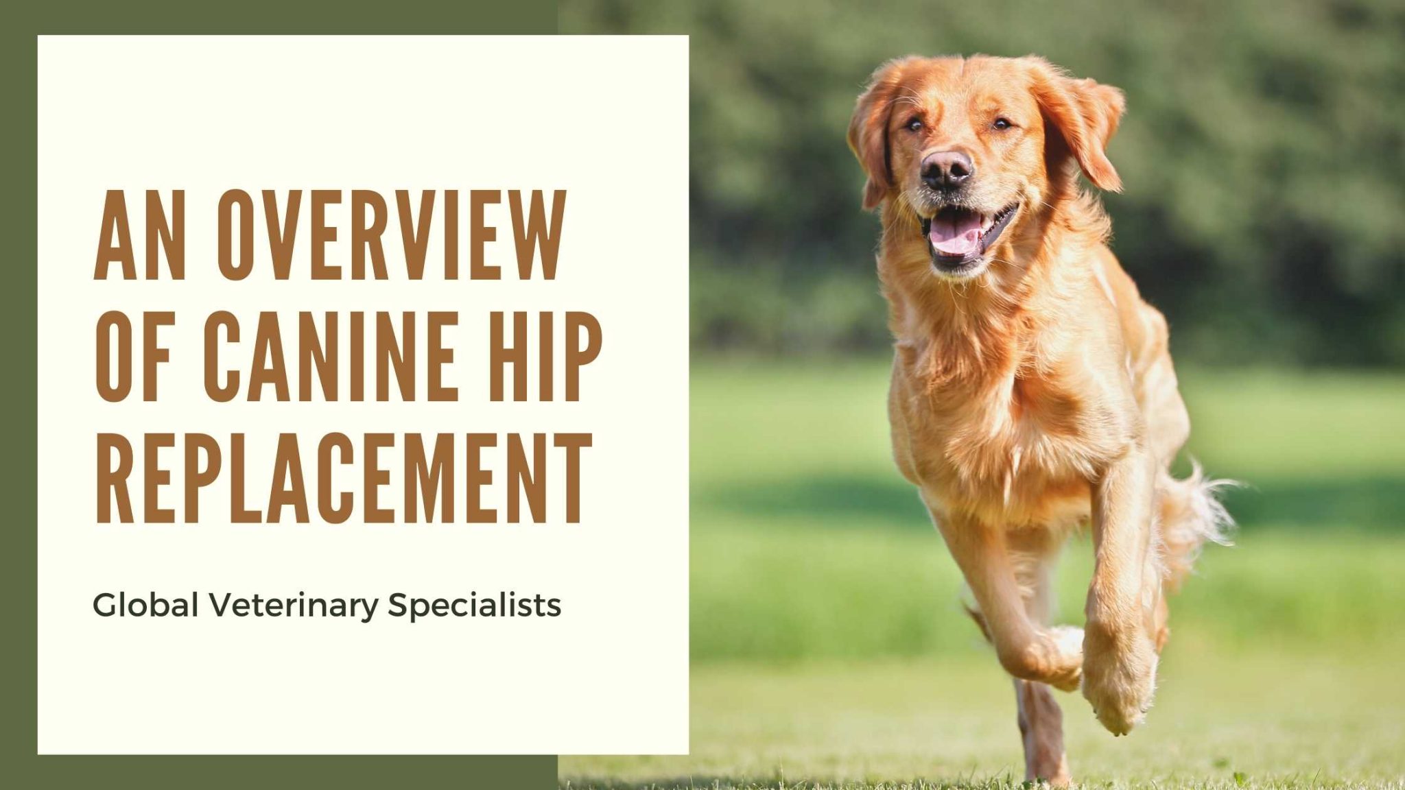 An Overview of Canine Hip Replacement Global Vet Blog