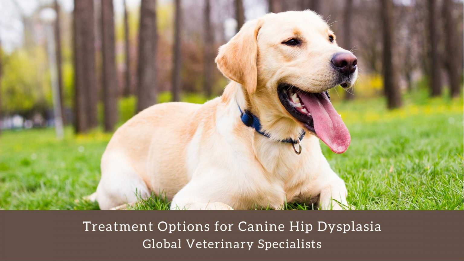 Treatment Options for Canine Hip Dysplasia Global Vet Blog