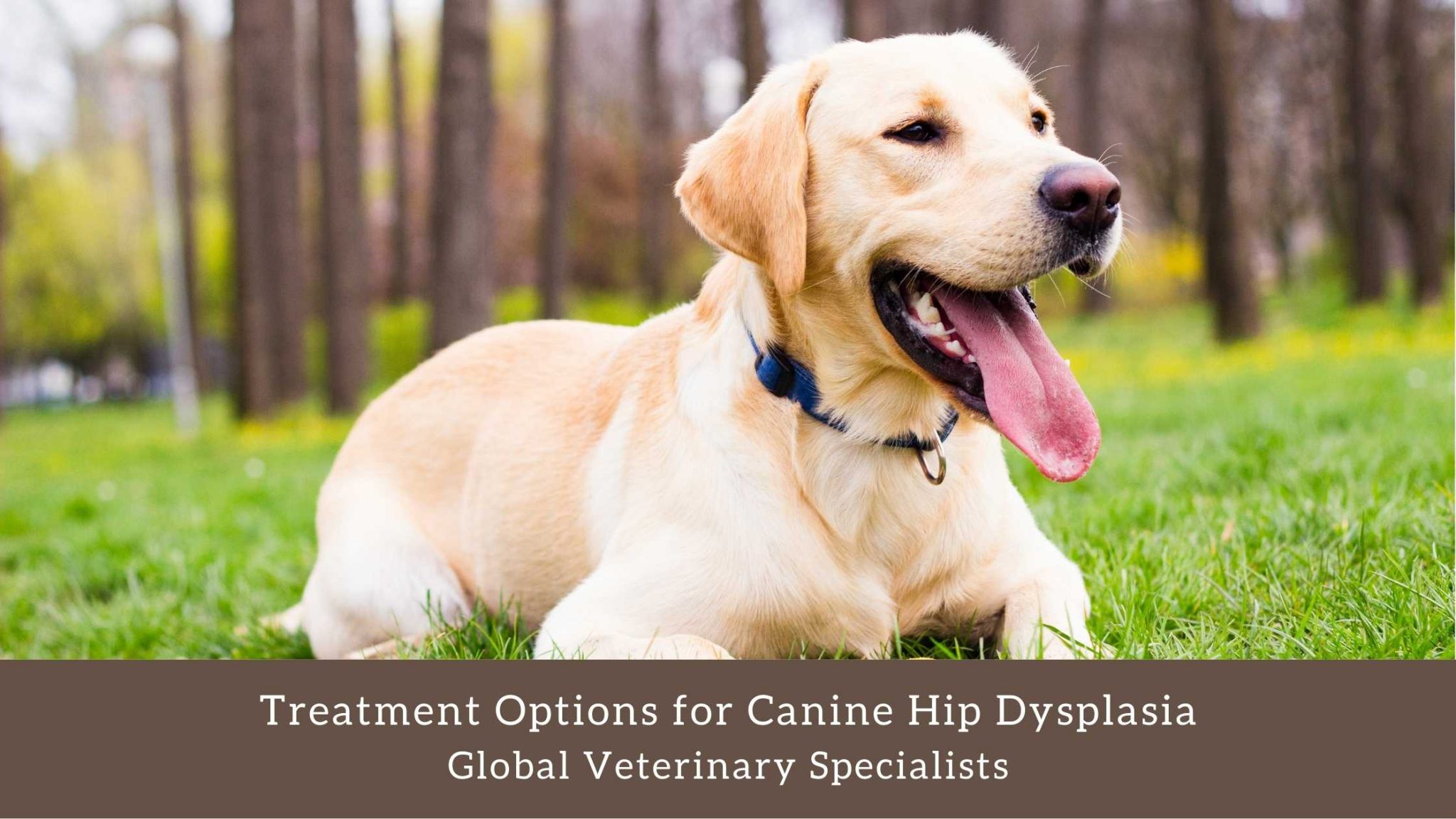 Treatment Options for Canine Hip Dysplasia Global Vet Blog
