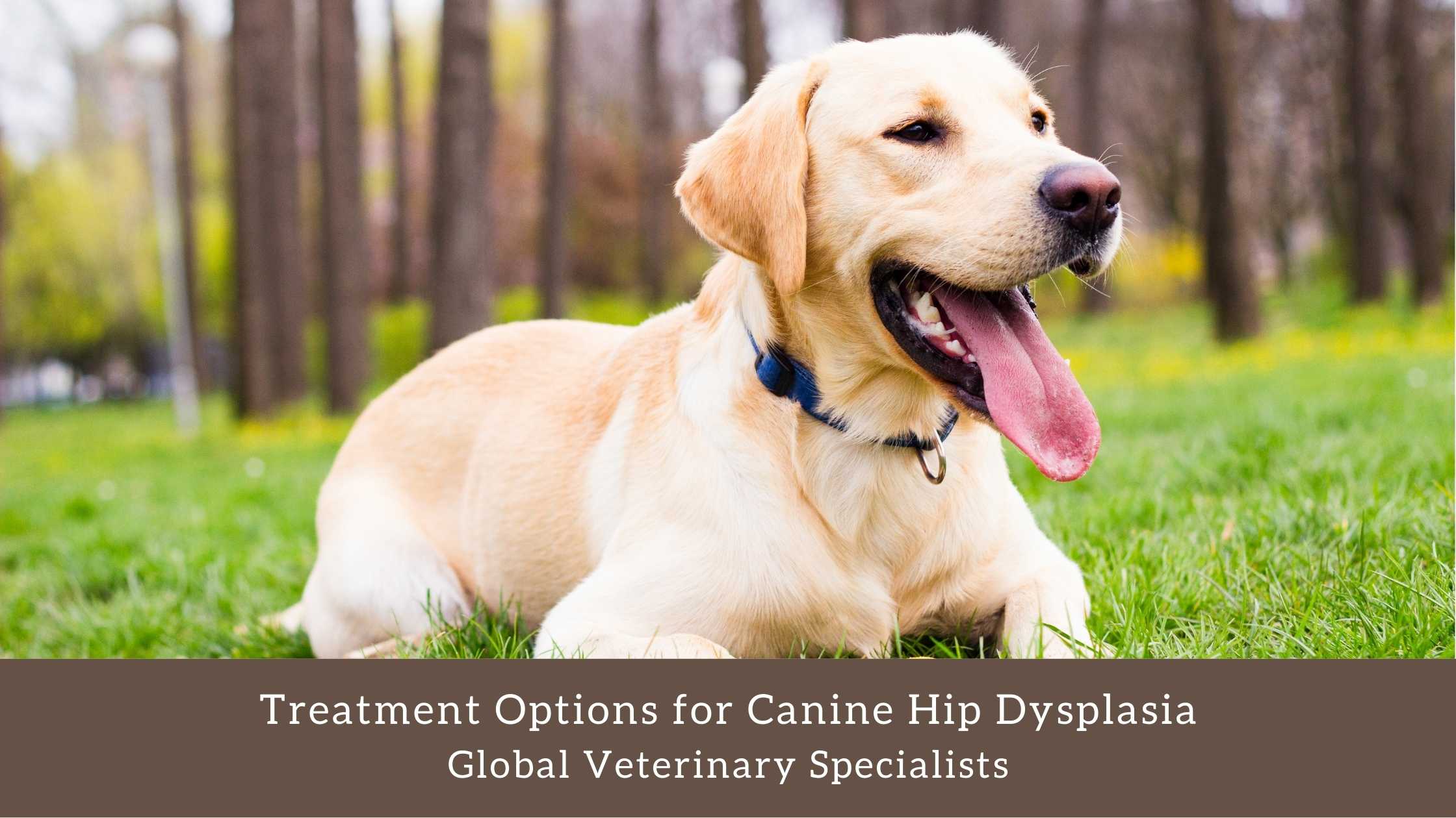 canine hip dysplasia