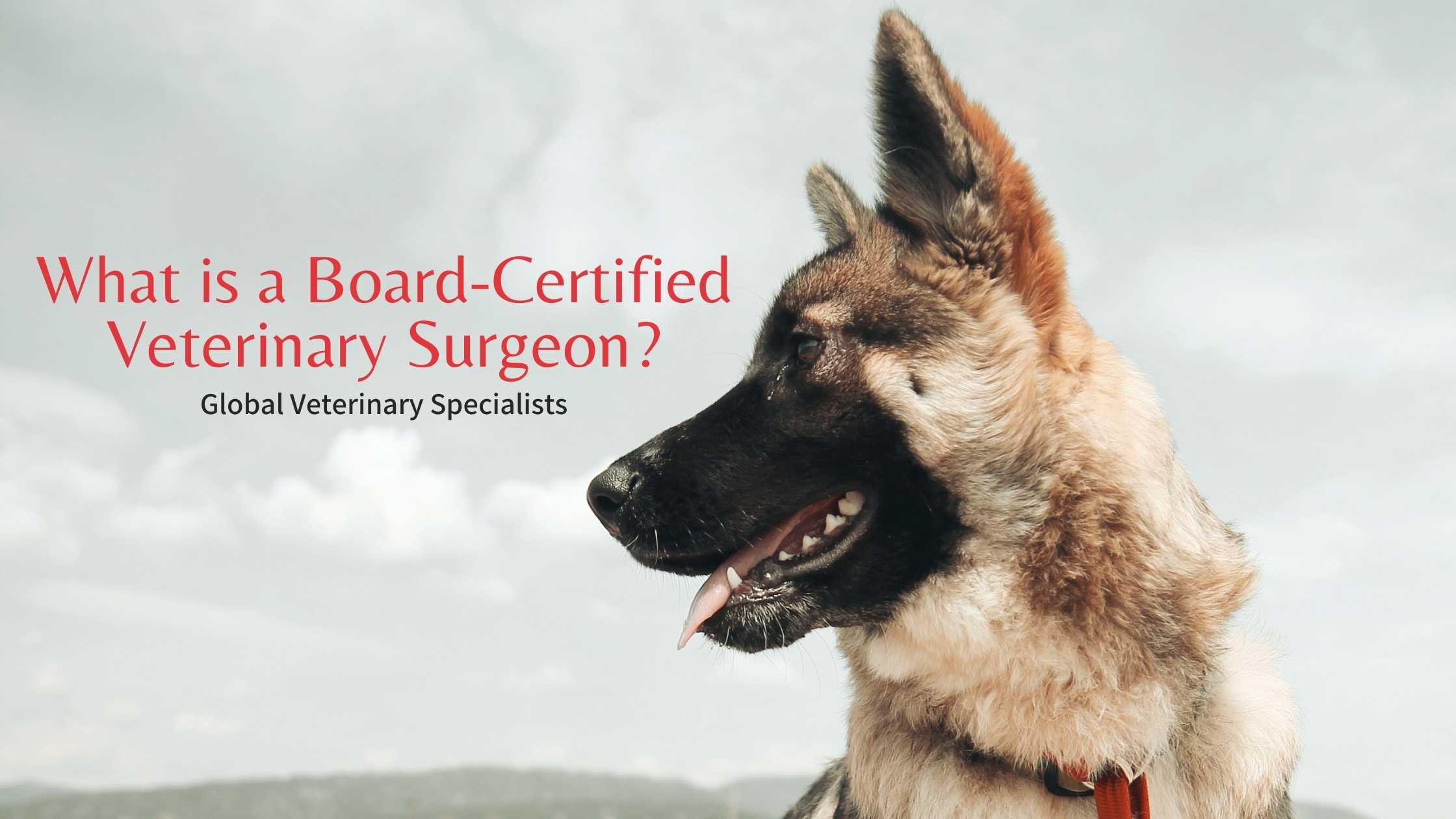 board-certified veterinary surgeon