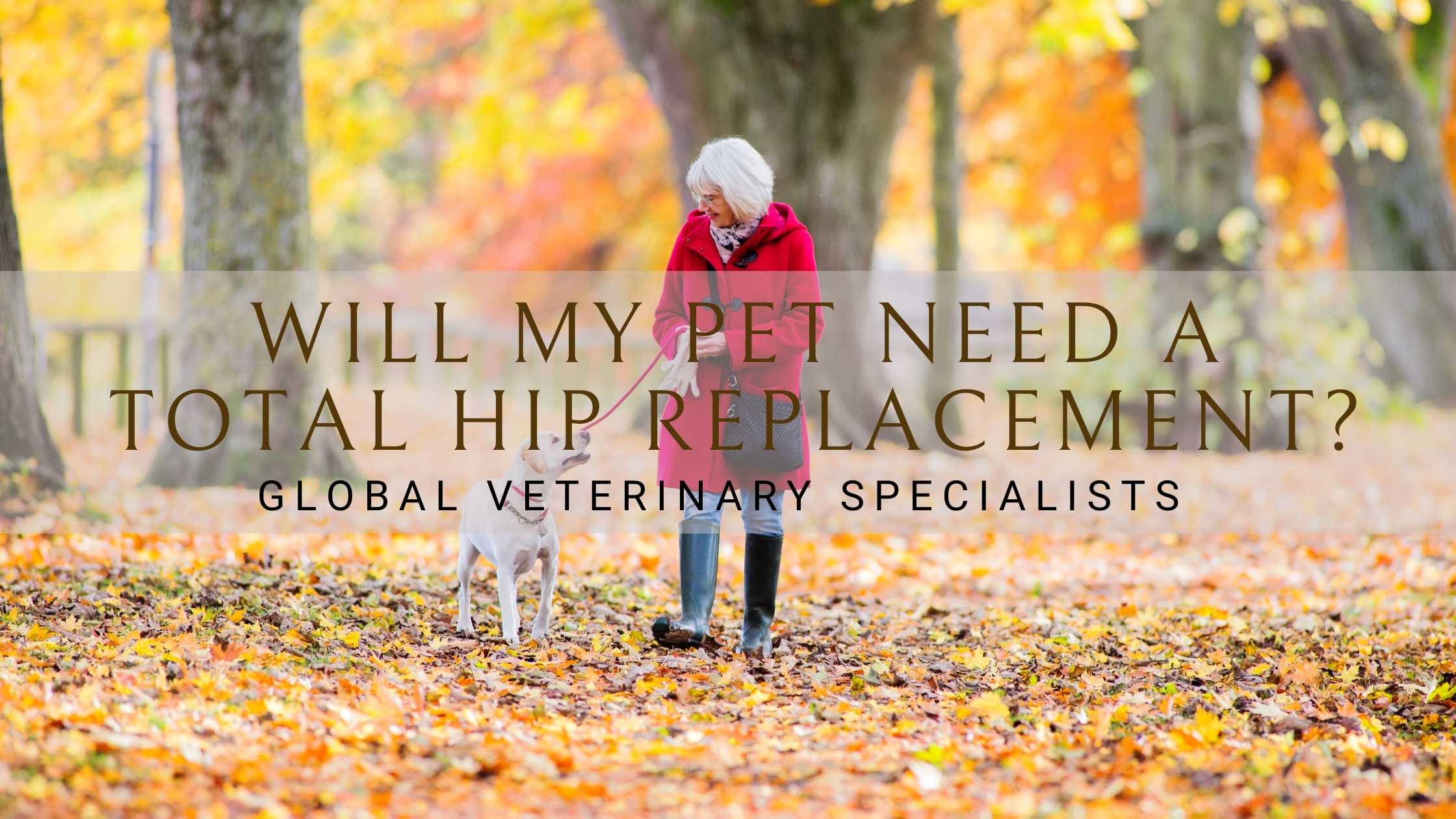 veterinary surgeon