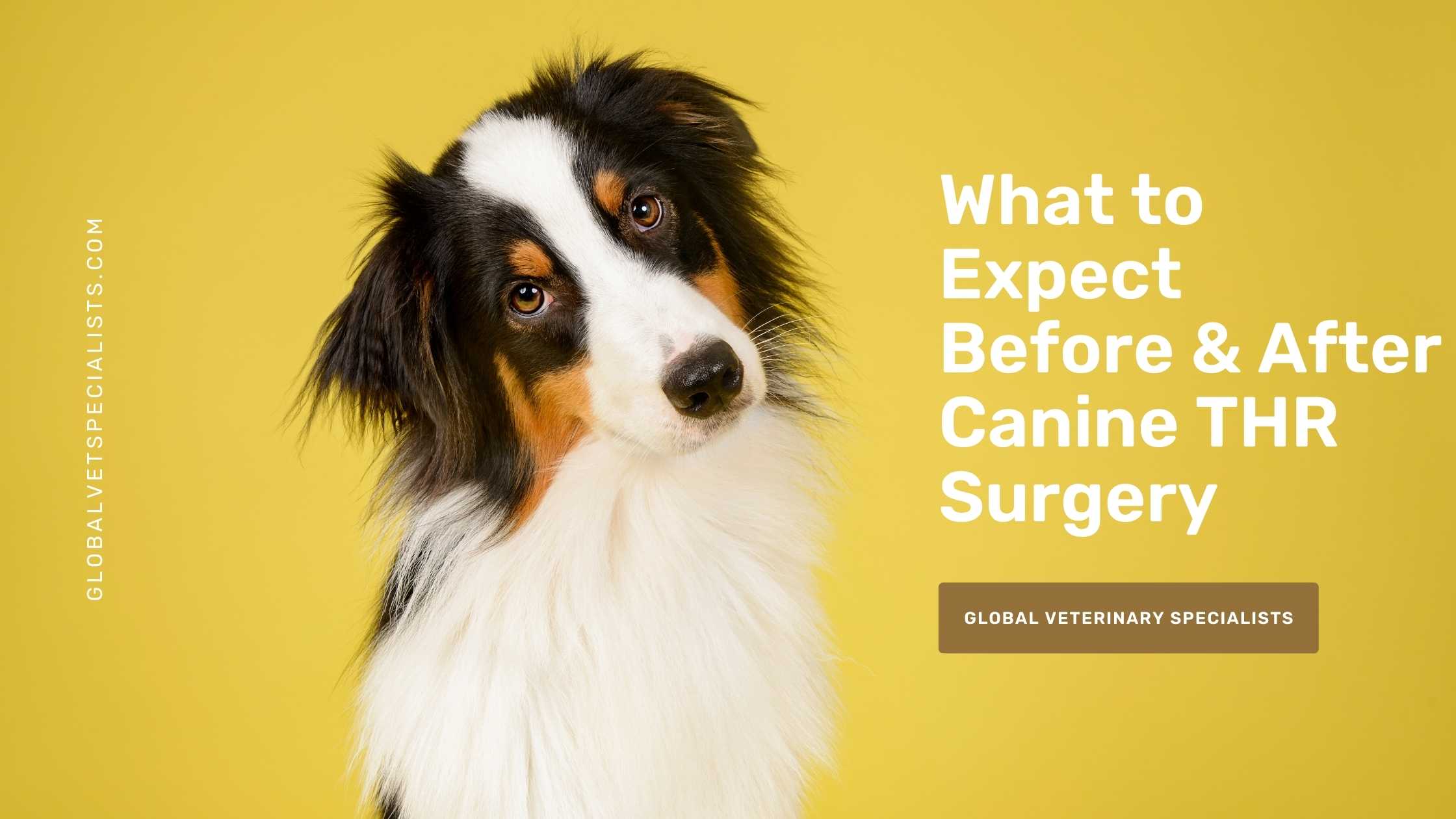 canine total hip replacement