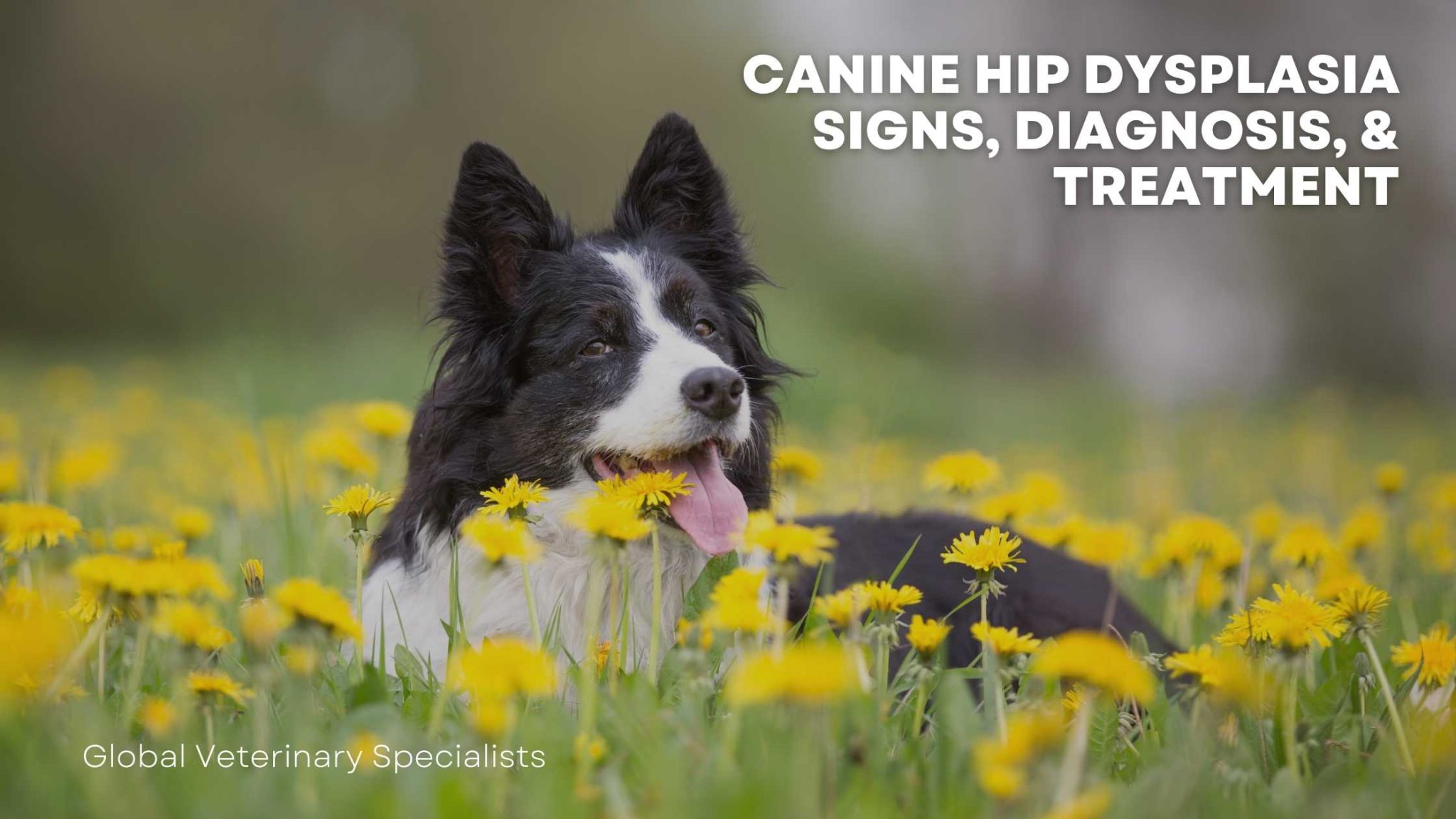 Canine Hip Dysplasia Signs, Diagnosis, & Treatment Global Vet Blog