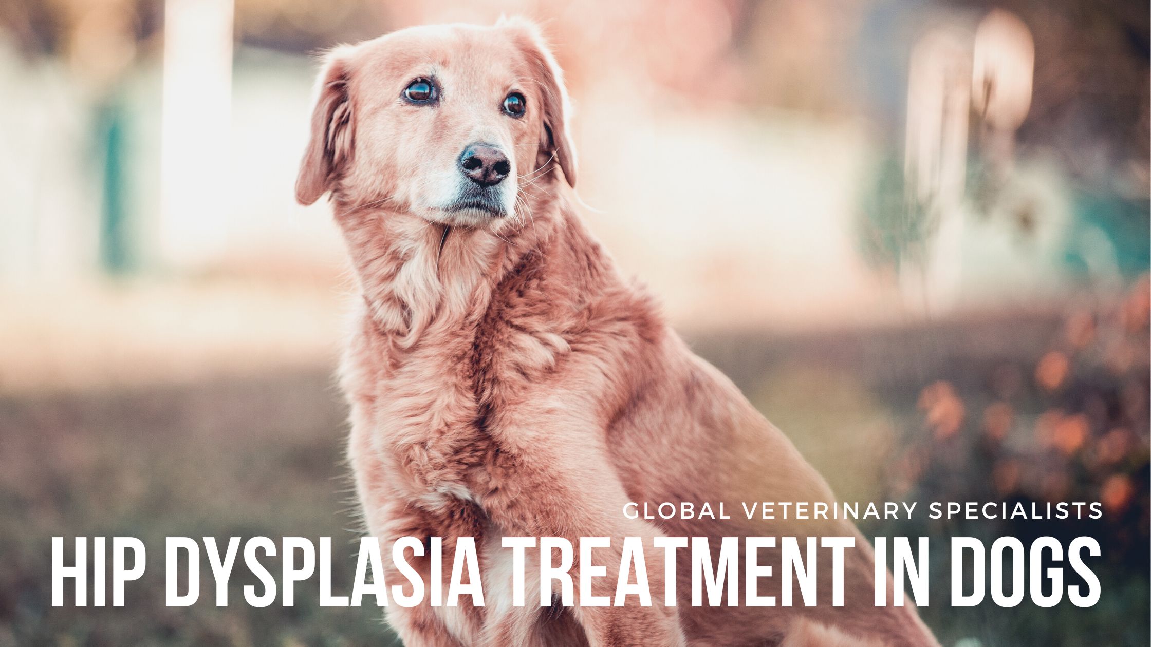 Hip Dysplasia Treatment in Dogs