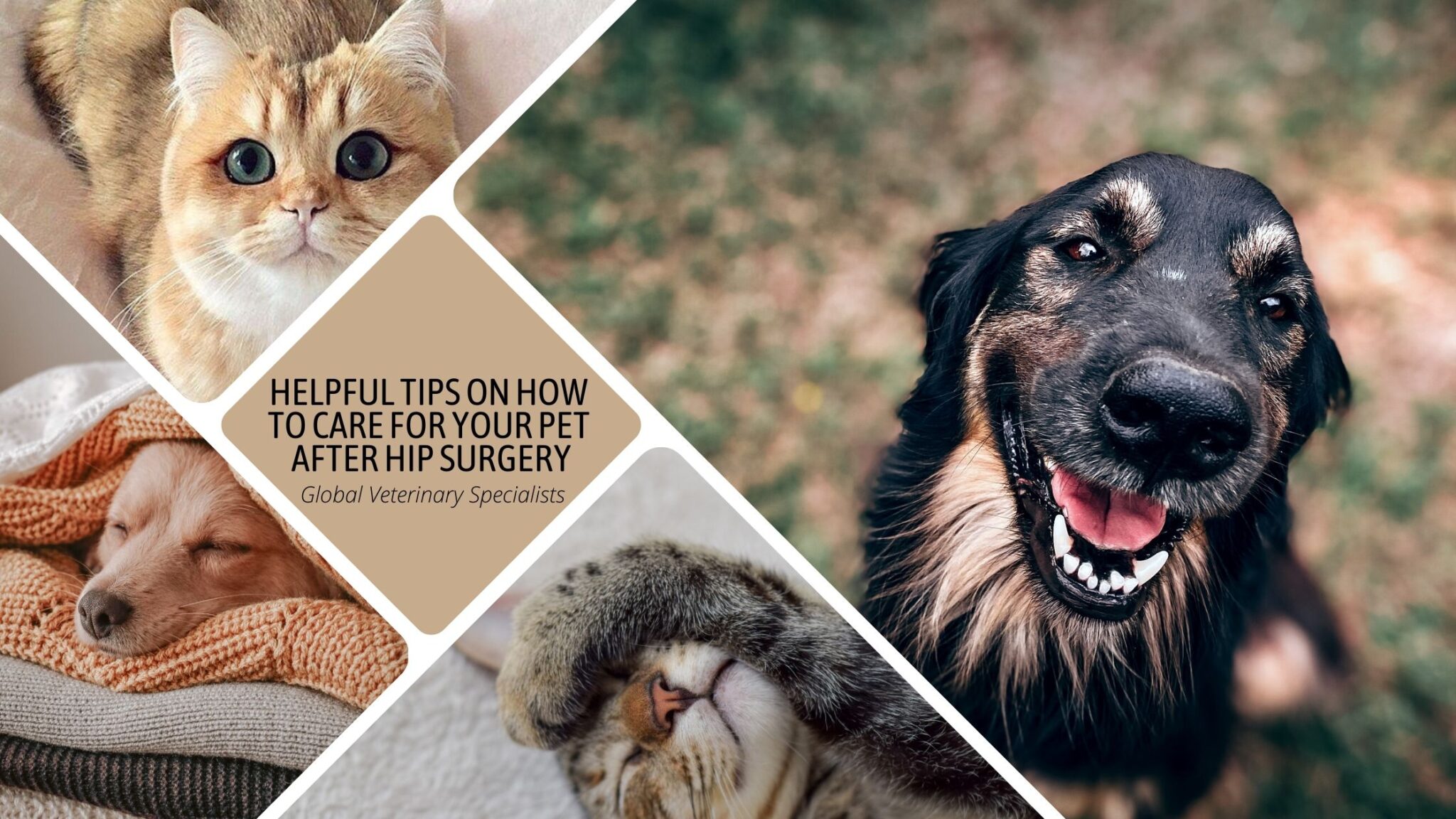 Helpful Tips On How To Care For Your Pet After Hip Surgery Global Vet