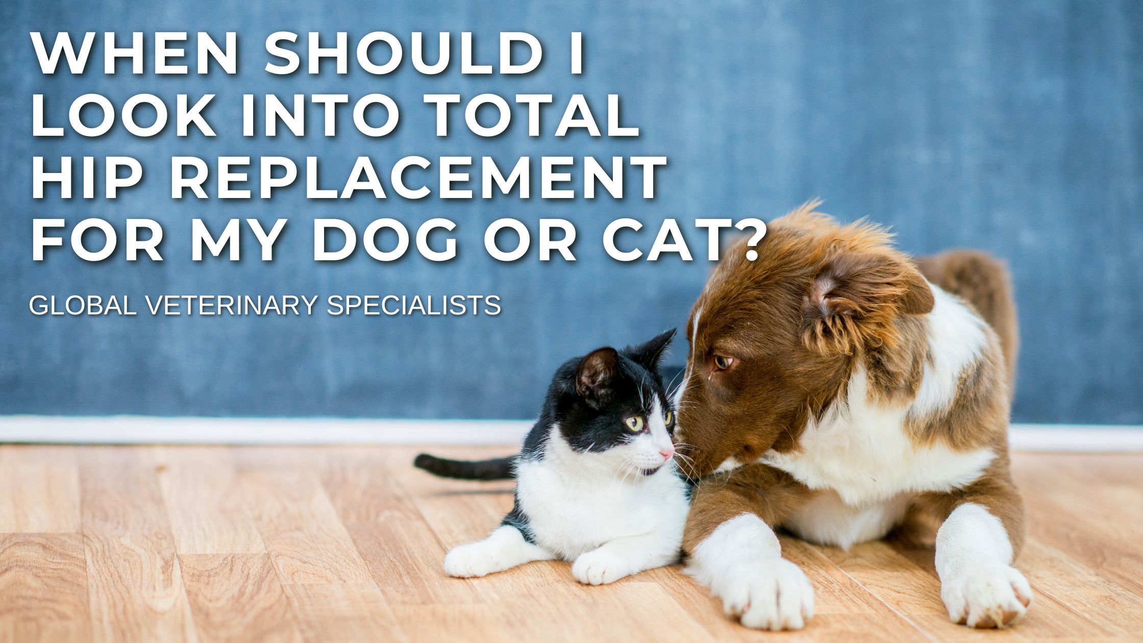When Should I Look Into Total Hip Replacement For My Dog or Cat