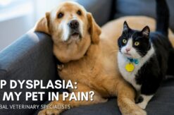 Hip Dysplasia - is my pet in pain?