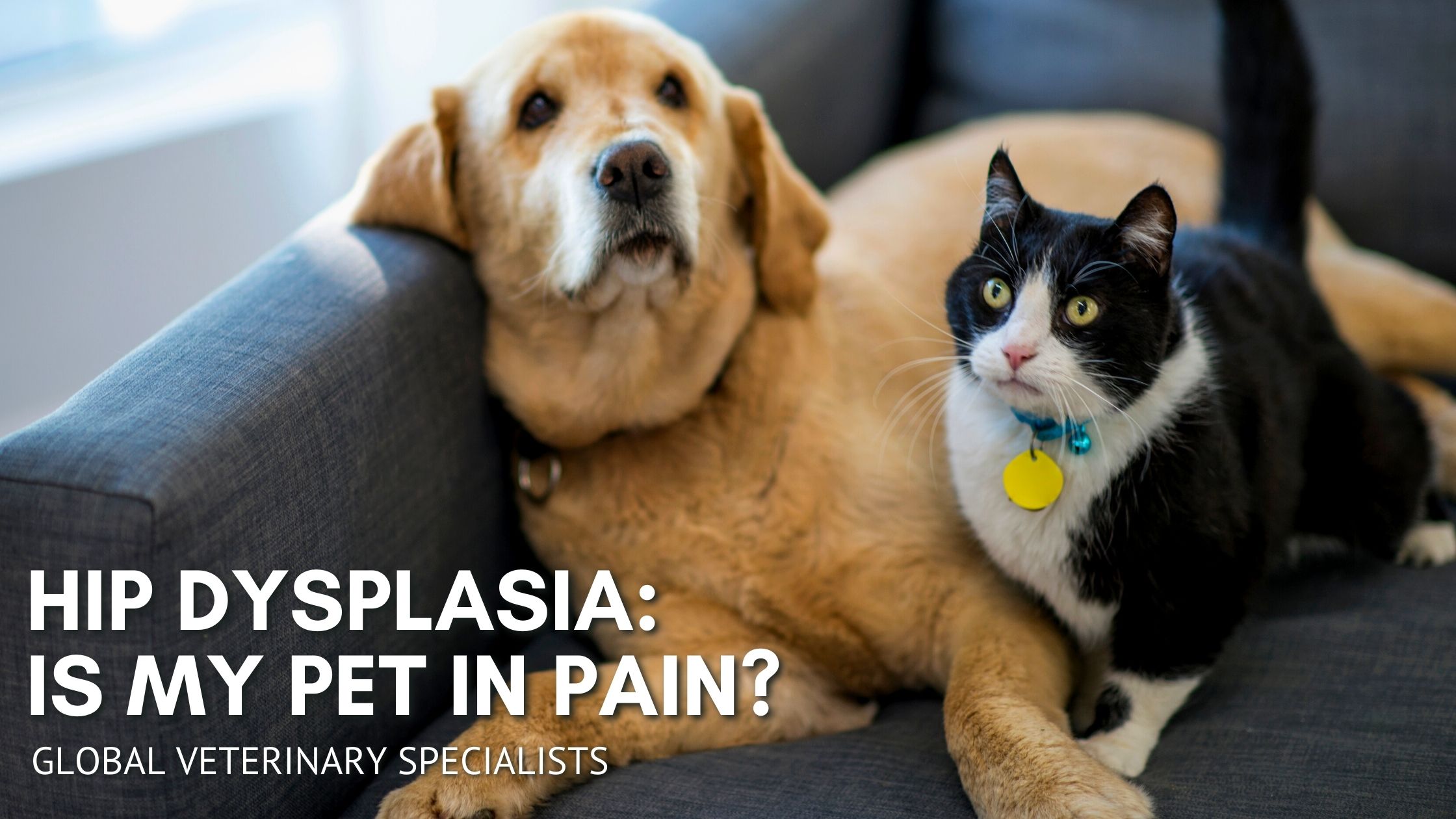 Hip Dysplasia - is my pet in pain?
