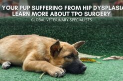 Is Your Pup Suffering From Hip Dysplasia? Learn More About TPO Surgery