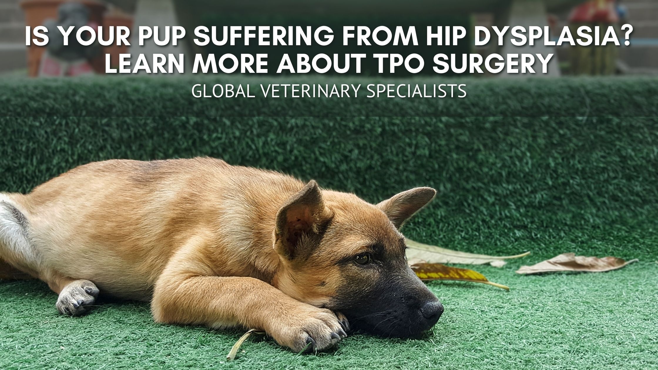 Is Your Pup Suffering From Hip Dysplasia? Learn More About TPO Surgery
