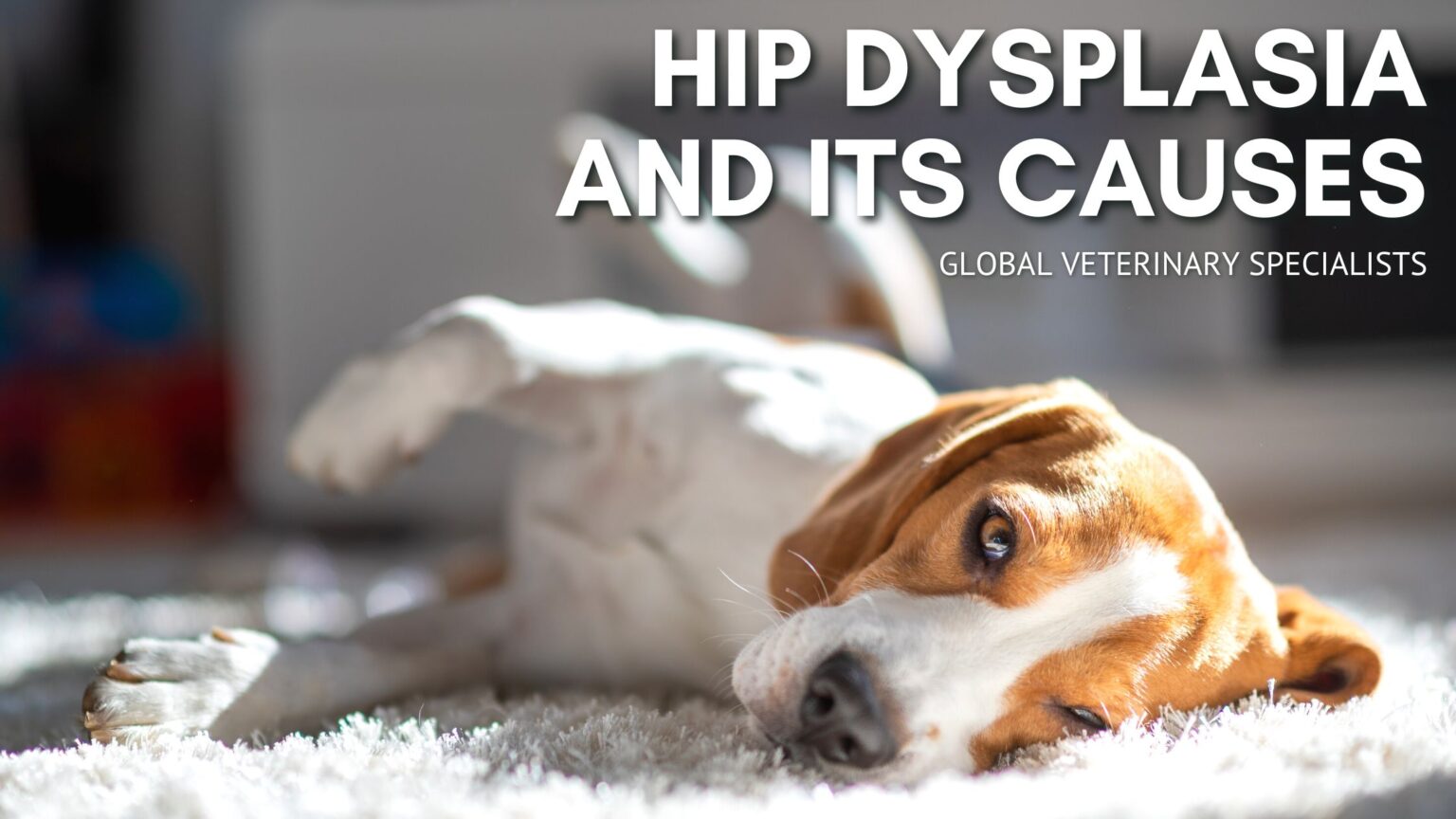 Hip Dysplasia and Its Causes Global Vet Blog