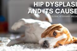 Hip-Dysplasia-and-Its-Causes