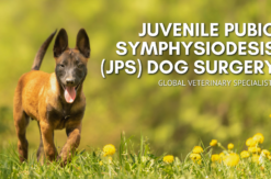 Juvenile Pubic Symphysiodesis Dog Surgery