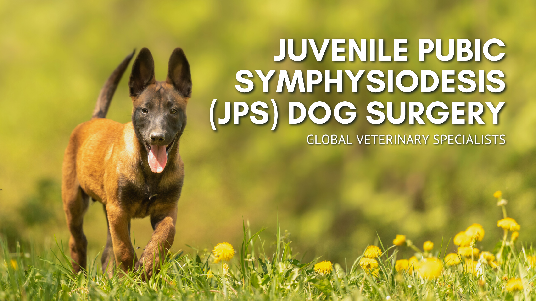 Juvenile Pubic Symphysiodesis Dog Surgery